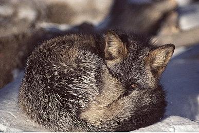 传奇真人影像ADV《428：被封锁的涩谷》导演确定新作启动